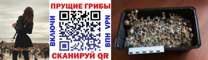 Псилоцибиновые грибы прущие грибы  Семёнов 
